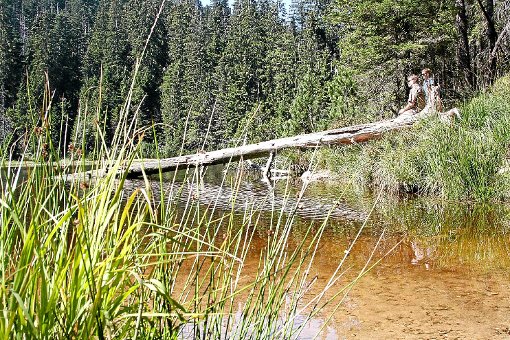 Den Wilden See nannte Thomas Waldenspuhl als Beispiel für einen Wald, der 102 Jahre sich selbst überlassen wurde. Foto: Leißler