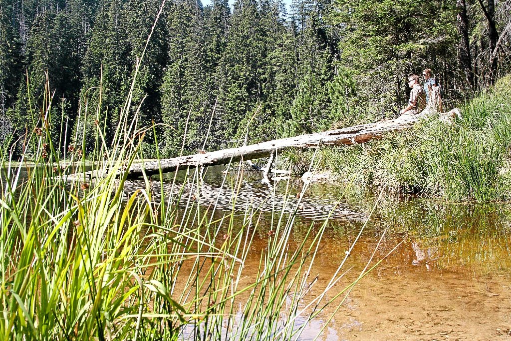Den Wilden See nannte Thomas Waldenspuhl als Beispiel für einen Wald, der 102 Jahre sich selbst überlassen wurde. Foto: Leißler