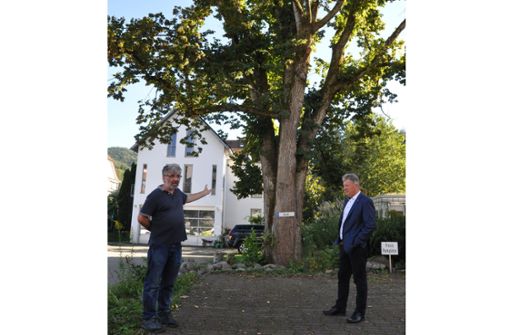 Baumgutachter Harald Jetter (links) erklärt Bürgermeister Wolfgang Hermann und den Mitgliedern des technischen Ausschusses, wie es mit der Linde in der Klosterstraße aussieht. Foto: Kapitel-Stietzel