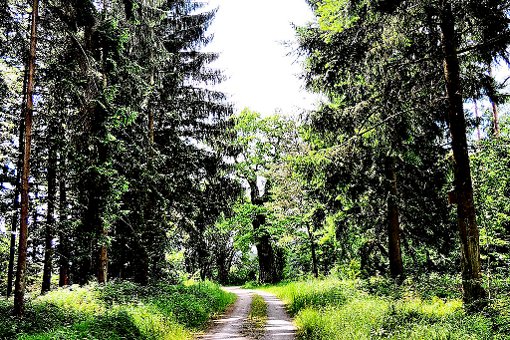 Im Geislinger Stadtwald werden 2015 weniger Bäume gefällt, als möglich wäre.Archivfoto: Hauser Foto: Schwarzwälder-Bote