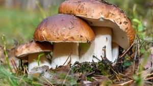 Was man beim Pilze sammeln im Schwarzwald beachten sollte