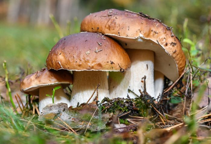 Giftig oder essbar?: Was man beim Pilze sammeln im Schwarzwald beachten sollte