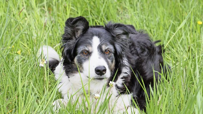 Inwiefern Hundewarnschilder im Schadensfall helfen