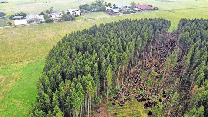 Wald Bad Dürrheim: Sturmschäden machen Forst 2023 zu schaffen