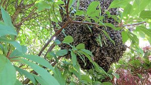 Bienenschwarm stört Kaffeeklatsch