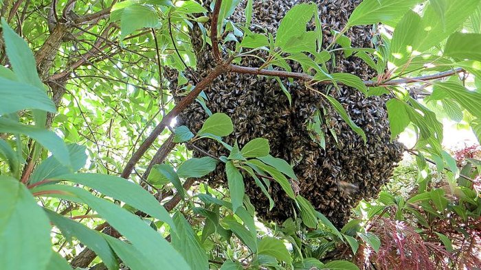Bienenschwarm stört Kaffeeklatsch