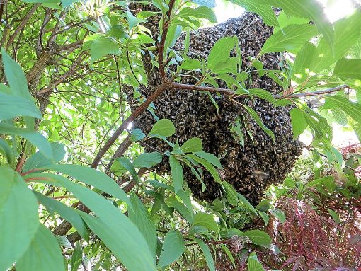 Die Bienen hatten sich wie in einer Traube um ihre Königin herum an einem Weigelien-Strauch im Garten der Familie Wellenzohn niedergelassen.   Foto: Wellenzohn