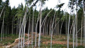 Viele Bäume stehen schräg und halb entwurzelt im Wald. Foto: Forstamt Rottweil