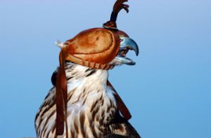 Die Falkenjagd erfreut sich in Katar großer Beliebtheit. Der Stolz der Raubvögel spiegelt sich auch im Auftreten der Monarchie am Golf. Foto: Imago/Sylvie Van Roey