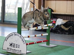 Nicht gerade die bekannteste, dafür eine ziemlich kuriose Sportart: Kaninhop. Dabei springen Kaninchen über Hindernisse. Auch im Kreis Freudenstadt wird dieses Hobby wohl immer beliebter. Zum Artikel Foto: Braun