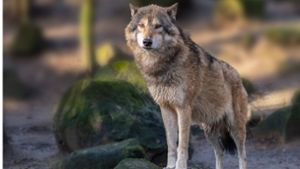 Wolf nach Riss von Schafen auf Bewährung –  Abschuss möglich