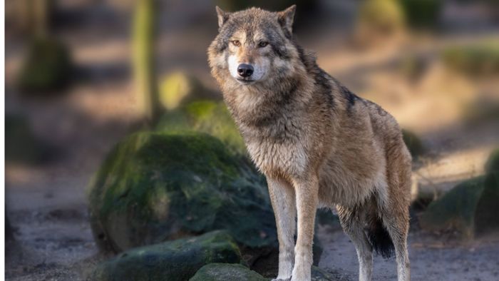 Wolf nach Riss von Schafen auf Bewährung –  Abschuss möglich