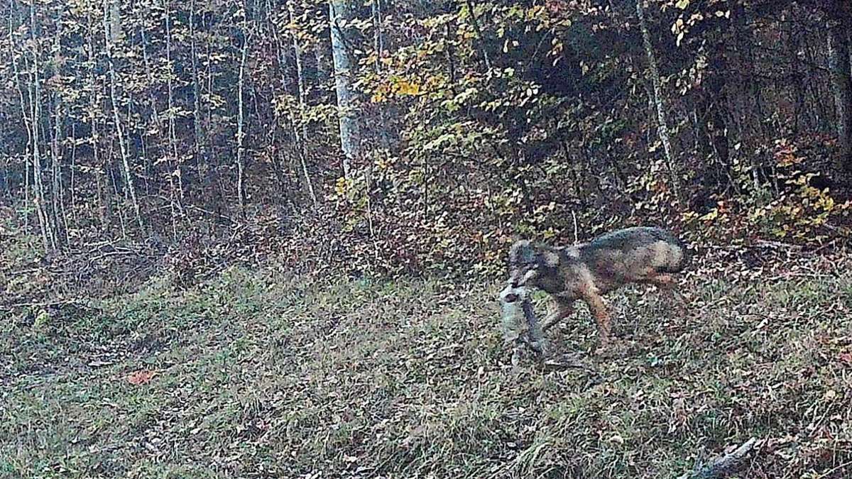 Diskussion in Killer: Streift der Wolf schon länger durchs Tal?