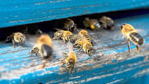 Was macht der Klimawandel mit den Bienen?
