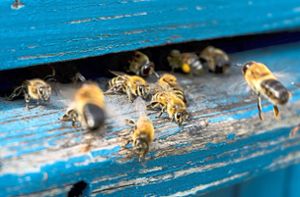 Bei den derzeit milden Temperaturen schwärmen die Bienenvölker gerne wieder aus. Foto: © marina_foteeva - stock.adobe.com