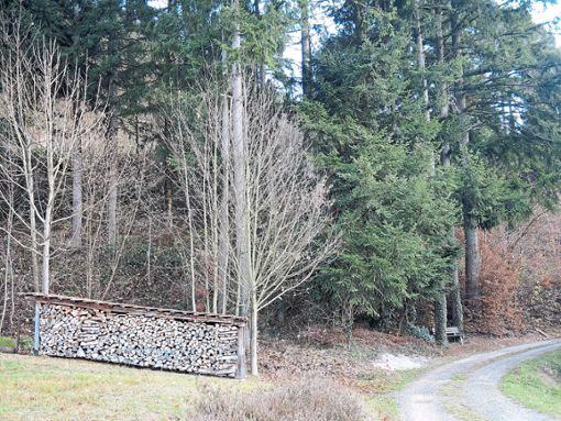 im Hornberger Wald werden die Maßnahmen im kommenden Jahr von vielen Komponenten abhängen. Foto: Jehle Foto: Schwarzwälder Bote