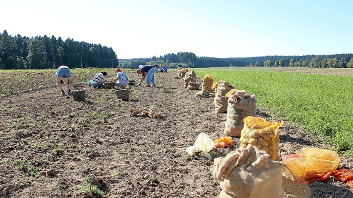 Familie erntet Kartoffeln in Winzeln