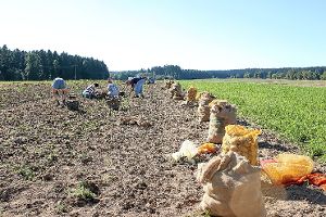 Prall gefüllte Säcke im Gewann Bitzbäumle: Familie Hezel erntet ihre Kartoffeln.                                                                                            Foto: Moosmann Foto: Schwarzwälder-Bote