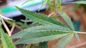 13. Februar: Im Süden Cannabis angebaut