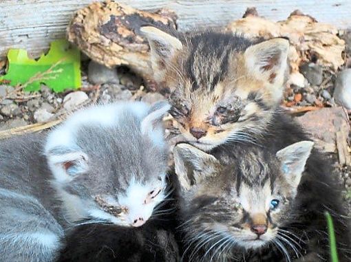 Für kleine verwilderte Katzen, die einmal an Katzenschnupfen leiden, ist es schwierig wieder gesund zu werden. Foto: Schwarzwälder Bote