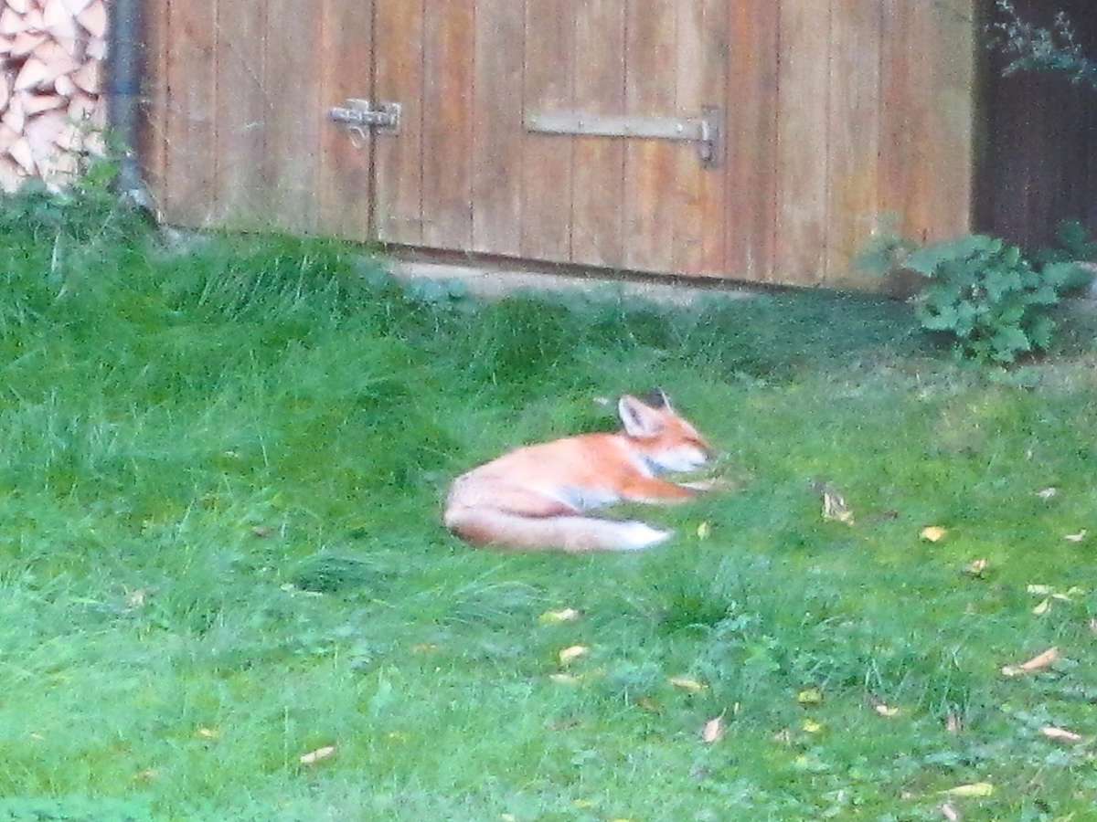 Bereits im Jahr 2018 sonnt sich ein Fuchs bei Elmar Mayer im Garten. Foto: Mayer