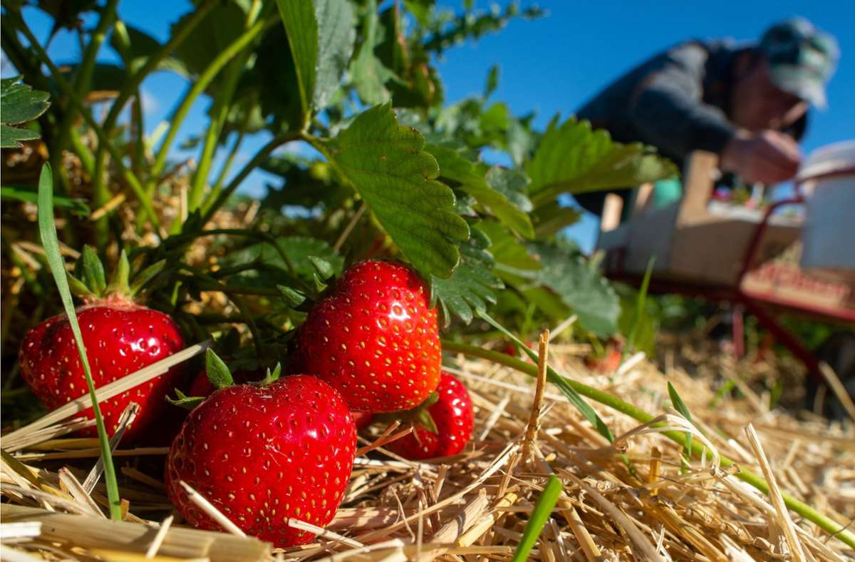 Gestiegene Produktionskosten treiben den Kilopreis für Erdbeeren in die Höhe. (Symbolbild) Foto: dpa/Klaus-Dietmar Gabbert