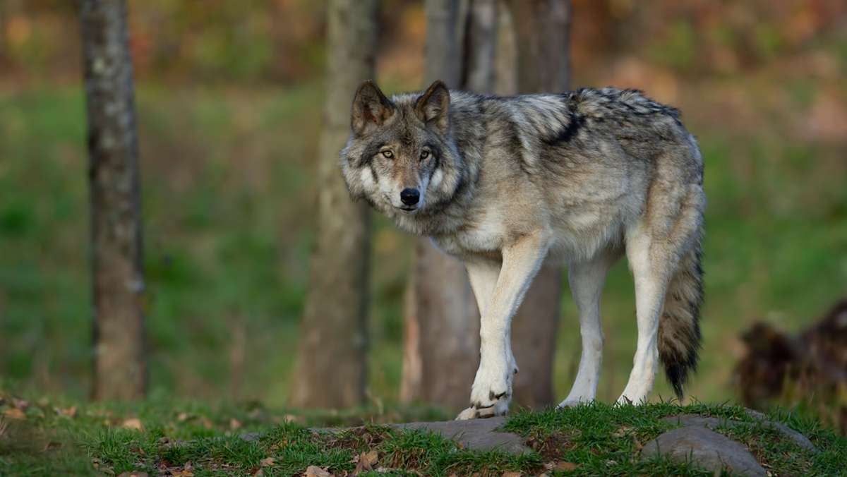 Angreifer steht fest: Wolf hat Rotwildkalb in Tonbach gerissen