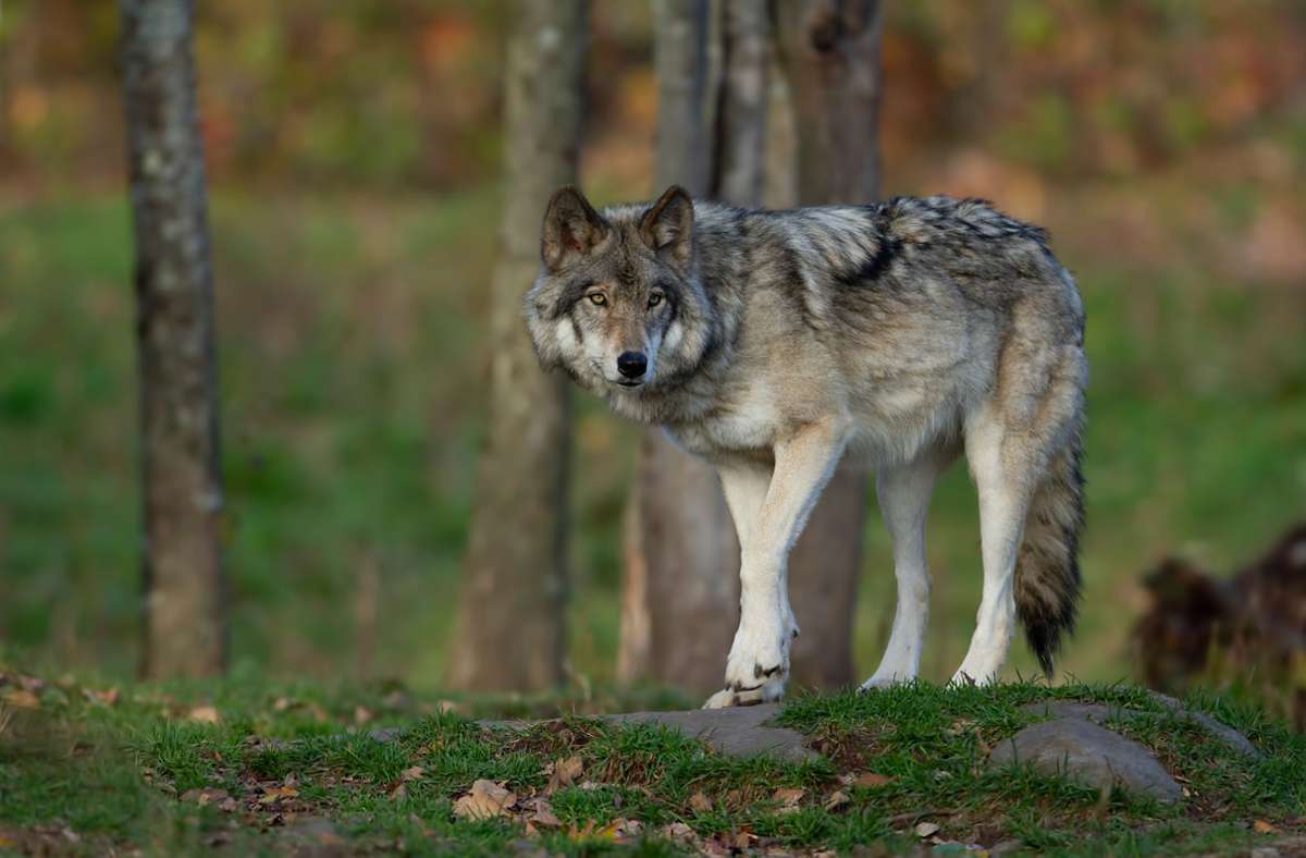 Ein Wolf hat das Rotwildkalb  gerissen, das am Tonbach gefunden worden war. (Symbolfoto) Foto: © Jim Cumming – stock.adobe.com