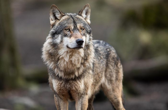Wolfsspuren in Baiersbronn: Wo war eigentlich GW852m in der Corona-Zeit?