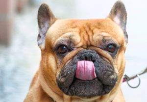 Diese Französische Bulldogge kann mit der Zunge ihre Nase berühren. Reicht das schon aus, um Donaueschingens Superhund zu werden? Archivfoto: Sauer Foto: Schwarzwälder Bote