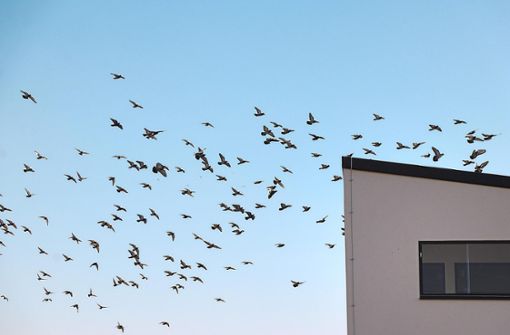 Tauben im Gewerbegebiet Nord: Die Population wird dort auf gut 1000 Exemplare geschätzt. Foto: Kauffmann