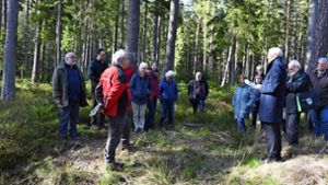 Experten planen Umbau hin zu mehr Laubwald