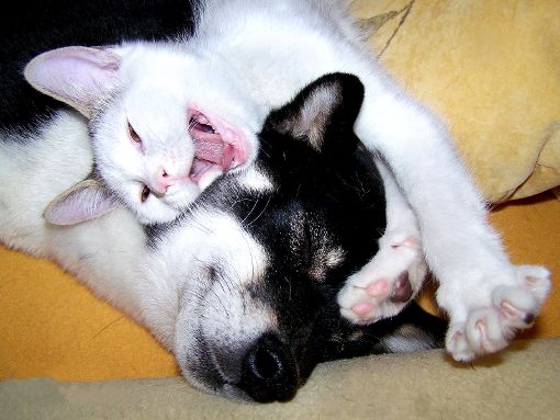 Nicht nur um Hunde, sondern auch um Katzen sorgt sich der Verein Nothilfe für Polarhunde.  Foto: Verein Foto: Schwarzwälder-Bote