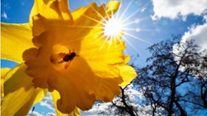Sonne und Blüten kündigen den Frühling gleichermaßen an – ab dem 20. März werden die Tage wieder länger. Foto: dpa/Christian Charisius