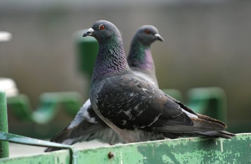 Tauben sind aus Innenstädten kaum mehr wegzudenken, doch viele Bürger empfinden eine Abneigung gegen die Vögel. Foto: Zucchi