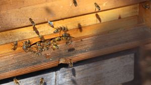 Imker bauen auf Hilfe für Bienen