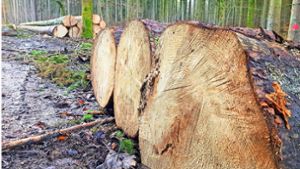 Im kommenden Jahr sollen im Simmozheimer Gemeindewald wieder gut 1200 Festmeter Holz geerntet werden. Foto: Tröger/Picasa