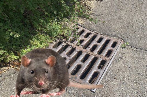 Aus diesem Kanaldeckel schlüpfen Ratten wie diese hin und wieder. Foto: Alt andregric – stock.adobe.com / Montage: Kieninger