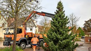 Adventskalender in Wildberg: Fenster und Bäume verbreiten weihnachtliche Stimmung