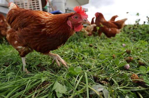 Mit dem gemütlichen Picken im Rasen ist es für die Hühner in der Region erstmal vorbei – wegen der Geflügelpest gilt jetzt wieder Stallpflicht. Foto: Karmann