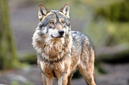 Der Wolf findet im Schwarzwald einen guten Lebensraum vor. Foto: AB Photography - stock.adobe.com