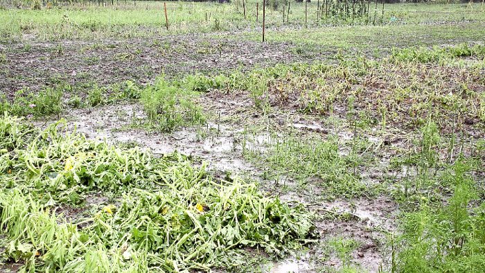 Nach dem Unwetter: Ernte liegt am Boden