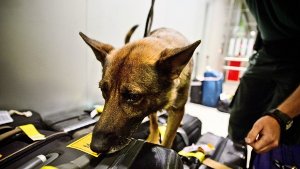 Stuttgarter Zoll will Bargeldschmuggel mit Spürhund eindämmen