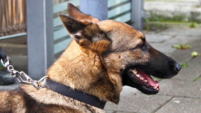 Polizeihund Reika hat den richtigen Riecher