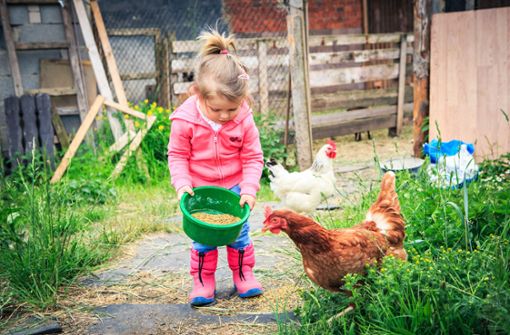 Liegt im Trend: Menschen halten sich  Hühner im Garten auch in der Stadt. Schön auch für  die Kinder, dass sie auch beim Füttern helfen können. Foto: stock.adobe.com/Val Thoermer