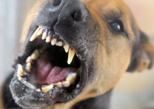 Der angreifende Vierbeiner wurde als Kampfhund beschrieben. Foto: Stache (Symbol)