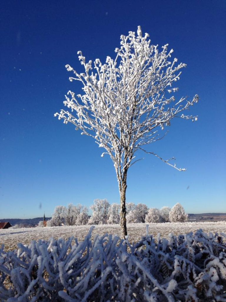 Ein winterlicher Baum bei Stetten a.k.M.