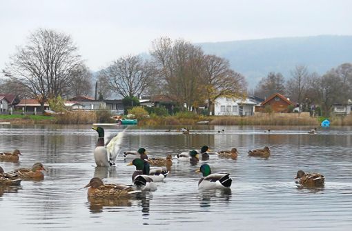 Die Population der Enten am Baggersee in Schuttern ist so groß geworden, dass sie ab 2023 bejagt werden sollen. Foto: Bohnert-Seidel