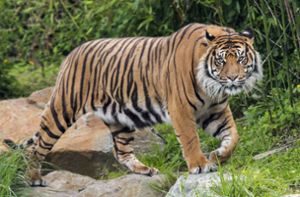 Der Tiger ist noch immer gefährdet, aber ohne zahlreiche Schutzprojekte wäre diese Art vermutlich schon ausgestorben. Foto: imago images/Clément Philippe
