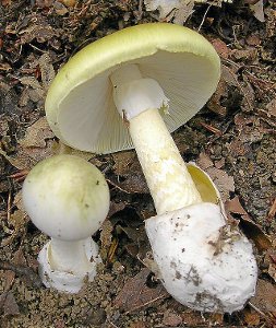 Im Englischen wird er Death Cap (Todeshaube) genannt: Der grüne Knollenblätterpilz (Amanita phalloides) ist hierzulande verantwortlich für 90 Prozent aller Pilzvergiftungen. Foto: Archiv